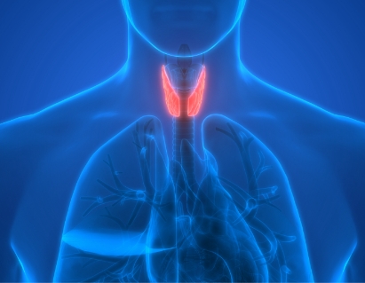 Illustration of the thyroid gland