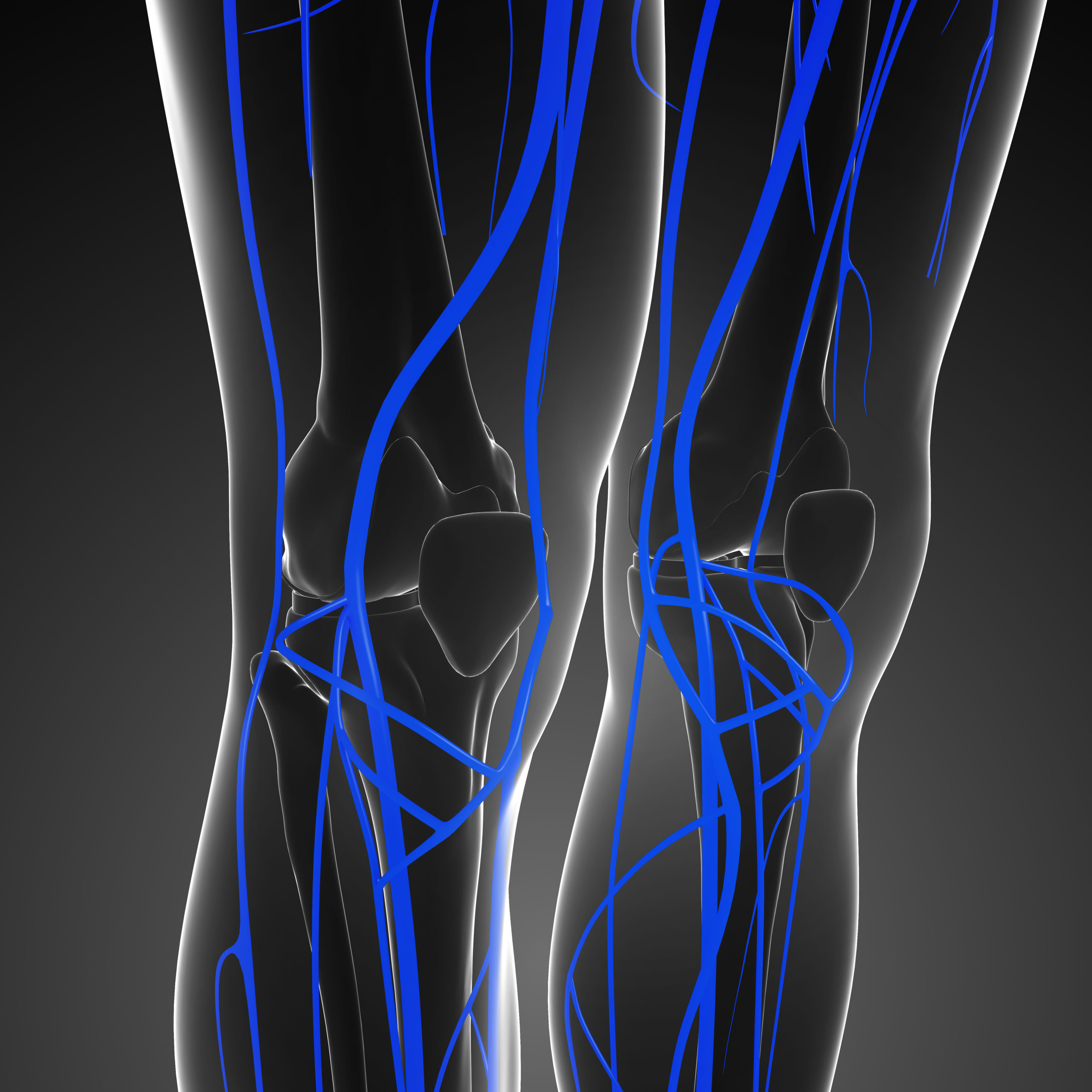 Illustration of leg anatomy